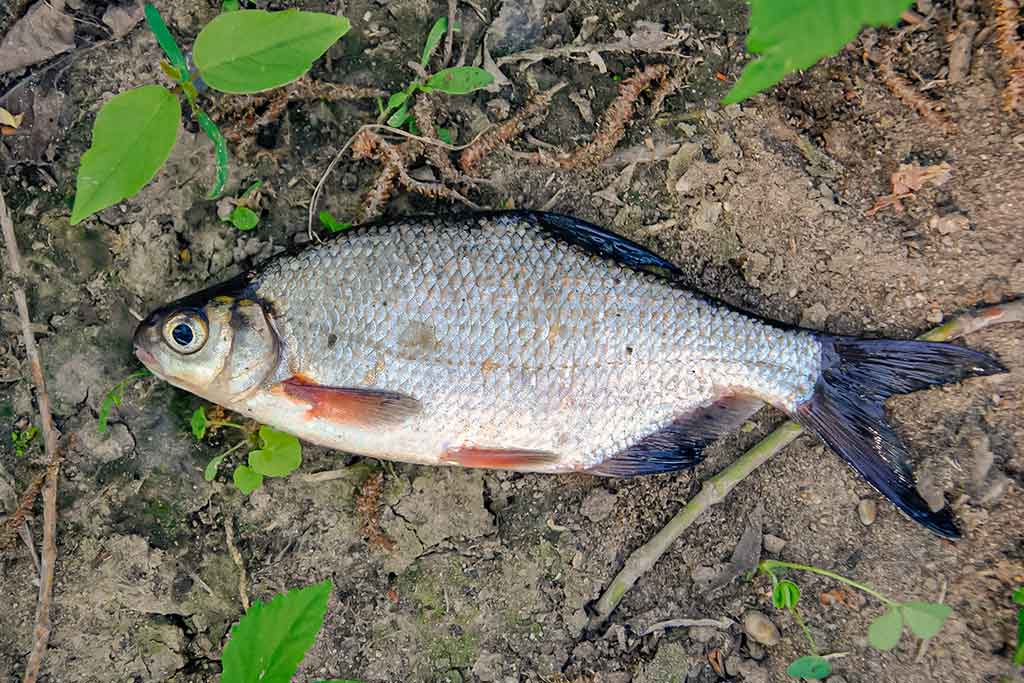 Nubudusio vandens vilionės. Pirma dalis