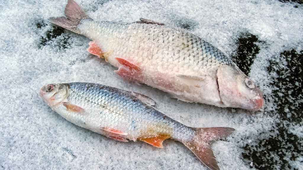 Kuoja