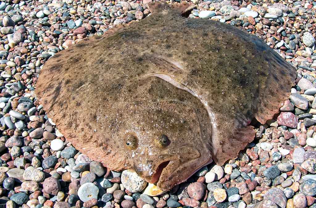 Kaip pagauti Baltijos plekšnę. Išsamiau apie jūrinę įrangą