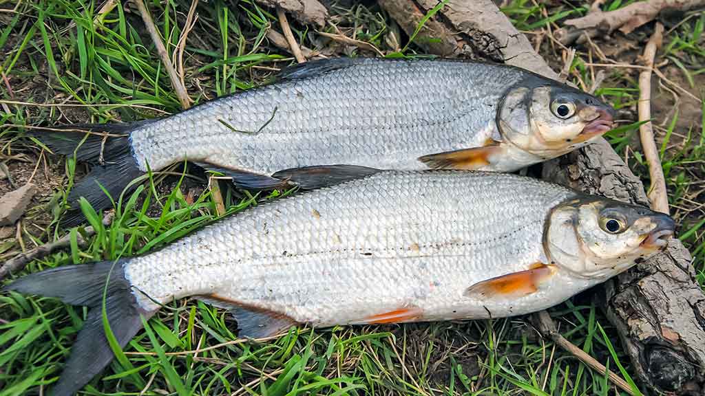 Žiobris Žiobris