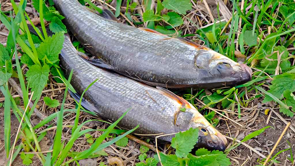 Žiobris Žiobris