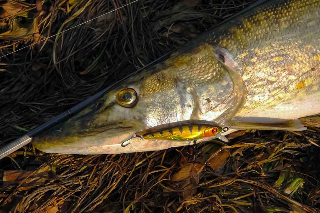 Tvičingas. Ar būtina pilna dėžė voblerių?