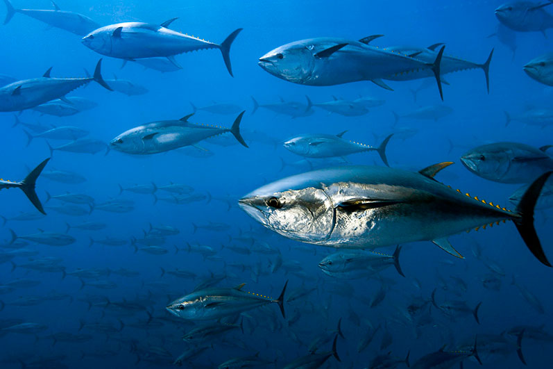 Tunas