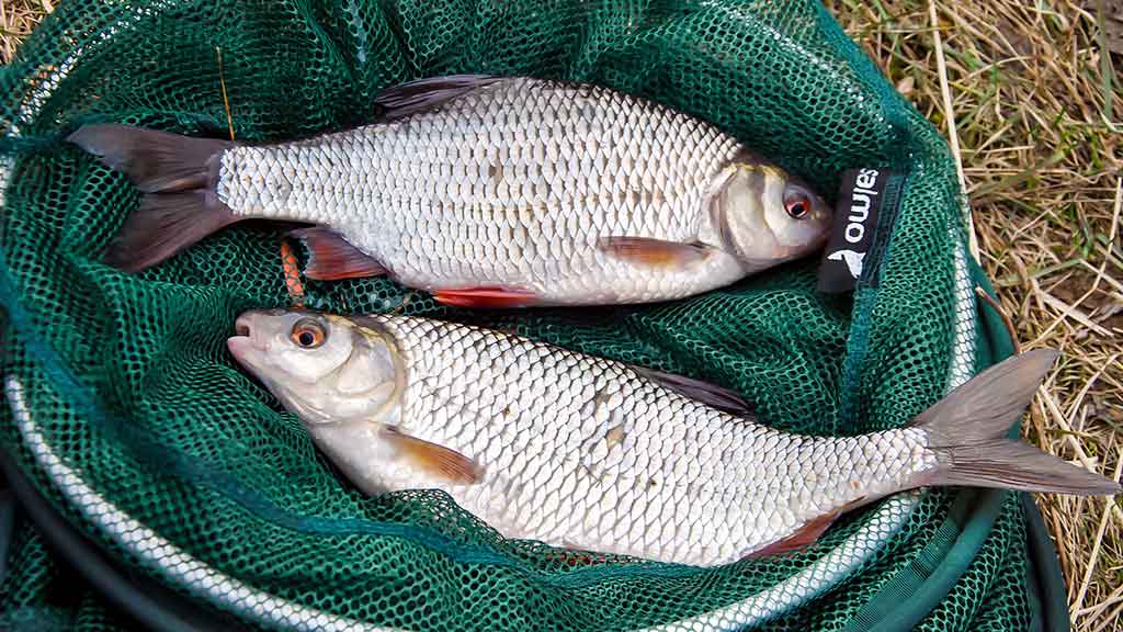 Kuoja Kuoja