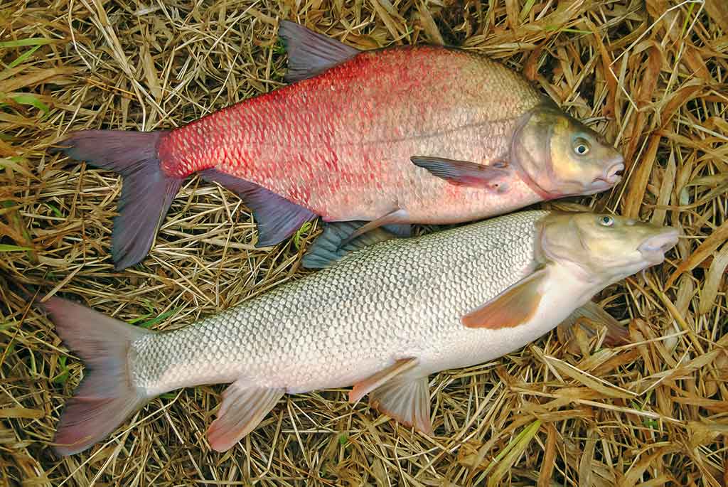Plačiau apie viršūnėles ir šiek tiek apie dugnines. Antra dalis