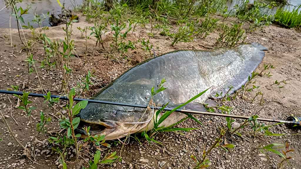 Senelio blizgės ir šamo medžioklė. Pirma dalis Senelio blizgės ir šamo medžioklė. Pirma dalis