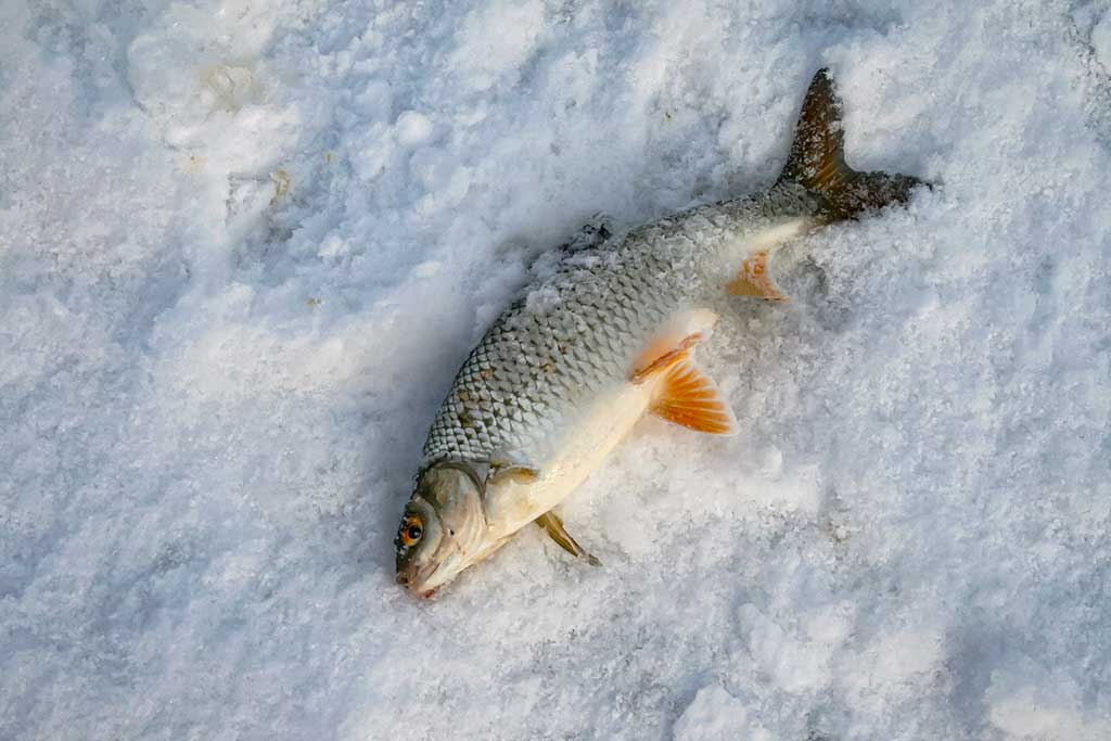 Kitą dieną po Naujųjų Kitą dieną po Naujųjų