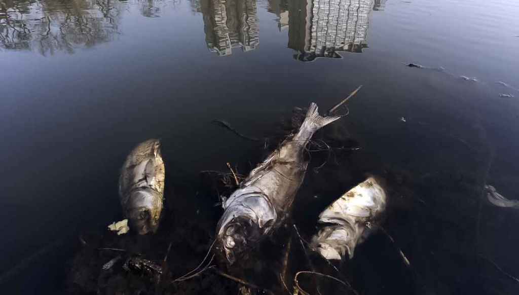 Gėlavandenės žuvys išnyksta du sykius greičiau nei gyvenančios sūriuose vandenyse