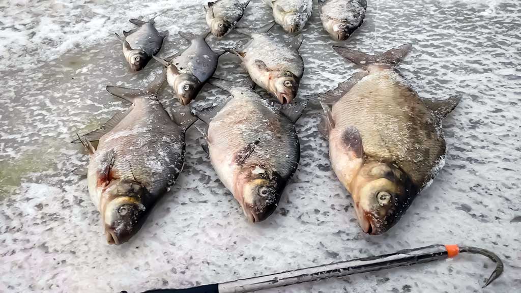 Karšis
