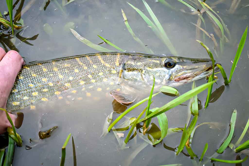 Apie nepilnametes, mikromasalus ir striptizą. Antra dalis Apie nepilnametes, mikromasalus ir striptizą. Antra dalis