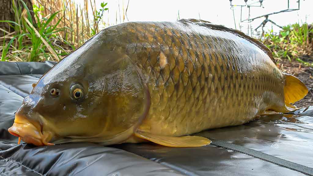 Karpis