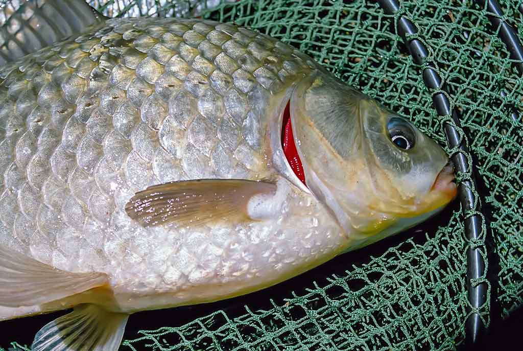 Karosus – dugnine meškere. Pirma dalis