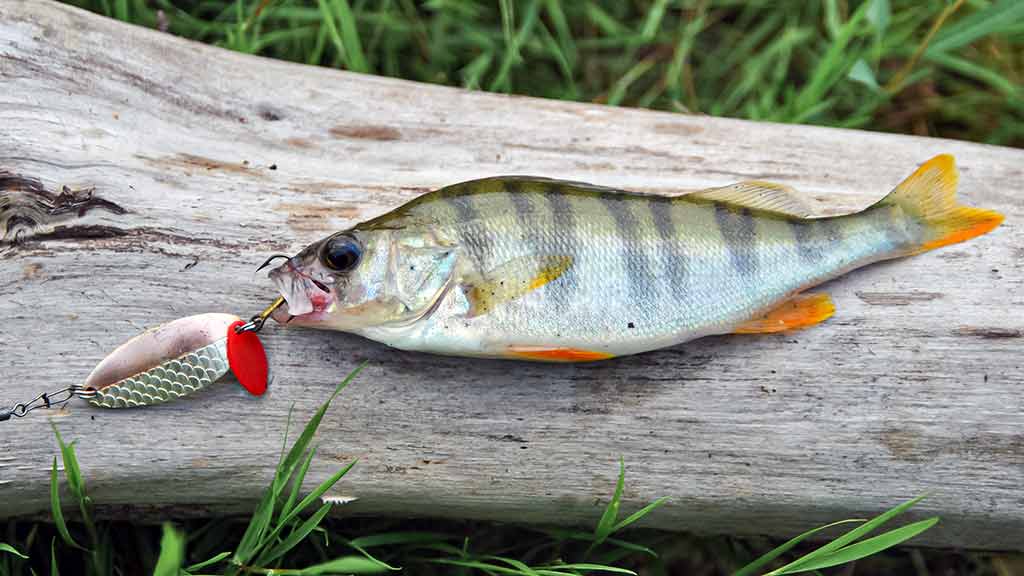 Vartiklės rudeniui Vartiklės rudeniui