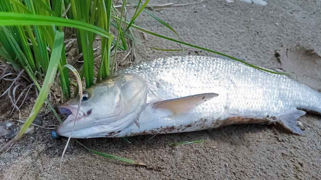 Ar patinka silikonas salačiams? Pirma dalis