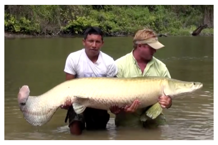 Arapaima