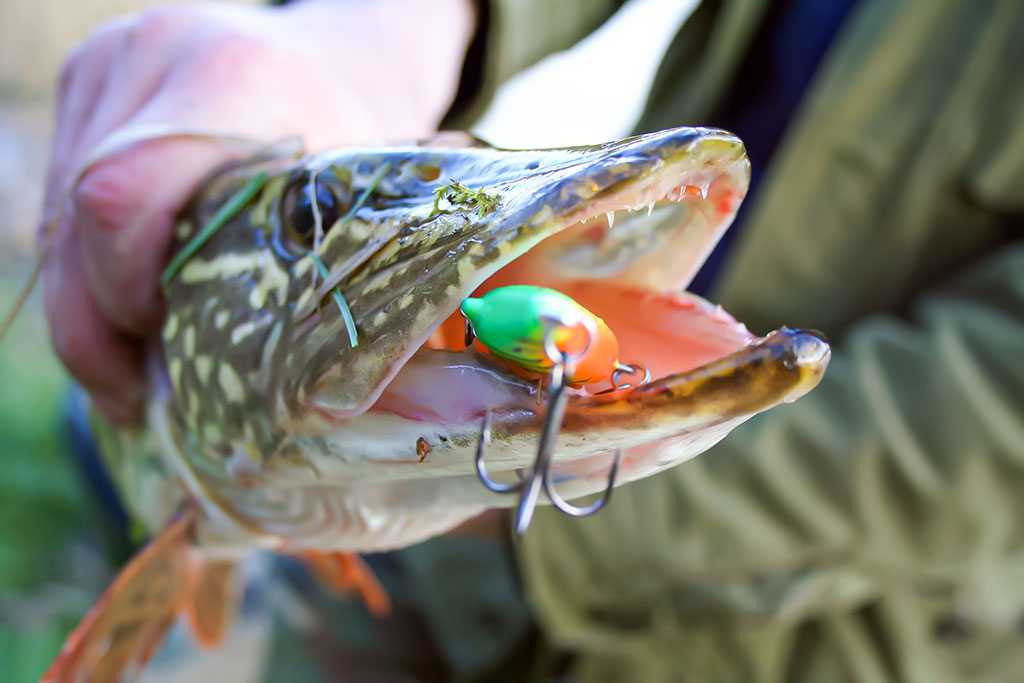 Jerk bait – stambių plėšrūnų masalas