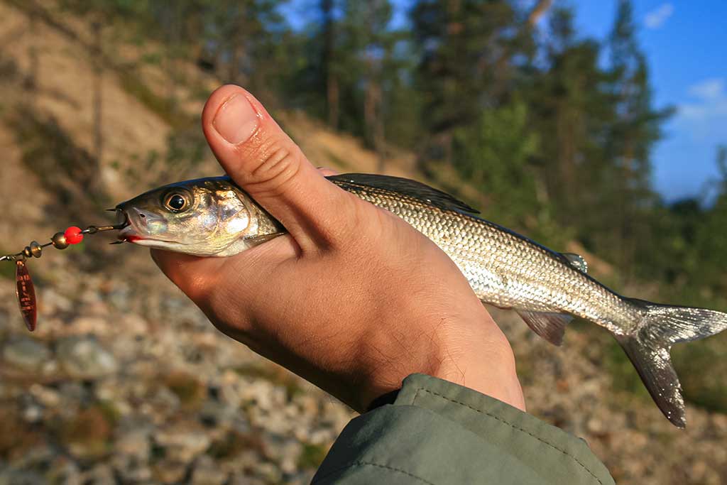 Kiršlys Kiršlys