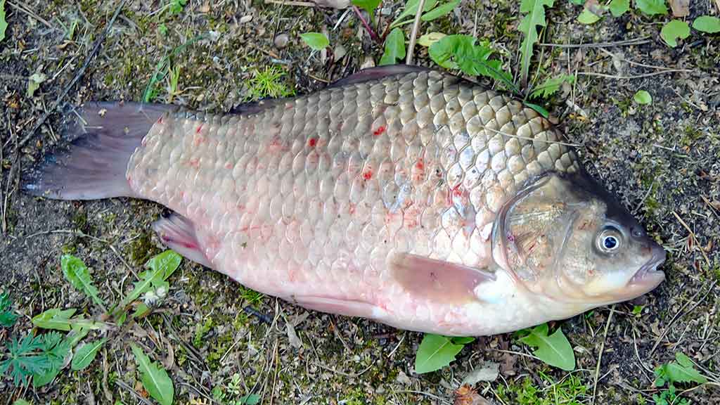 Karosus – dugnine meškere. Pirma dalis