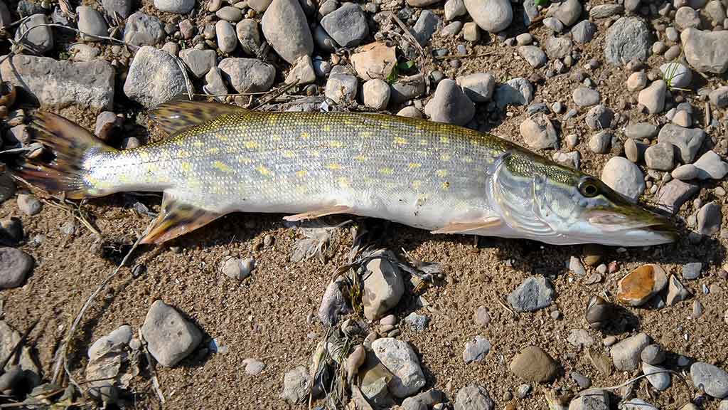 Apie nepilnametes, mikromasalus ir striptizą. Antra dalis Apie nepilnametes, mikromasalus ir striptizą. Antra dalis
