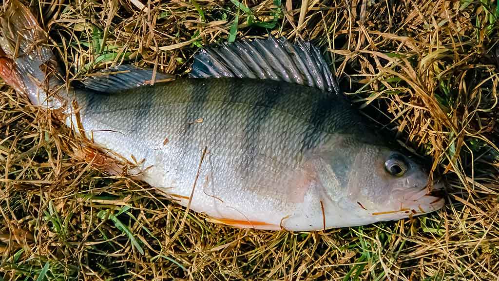 Ešerys Ešerys