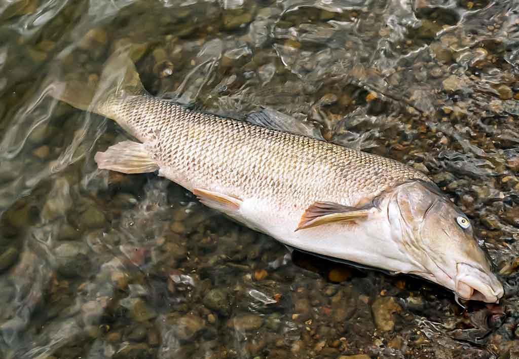 Nuo A iki Z apie monofilamentinį valą. Antra dalis Nuo A iki Z apie monofilamentinį valą. Antra dalis
