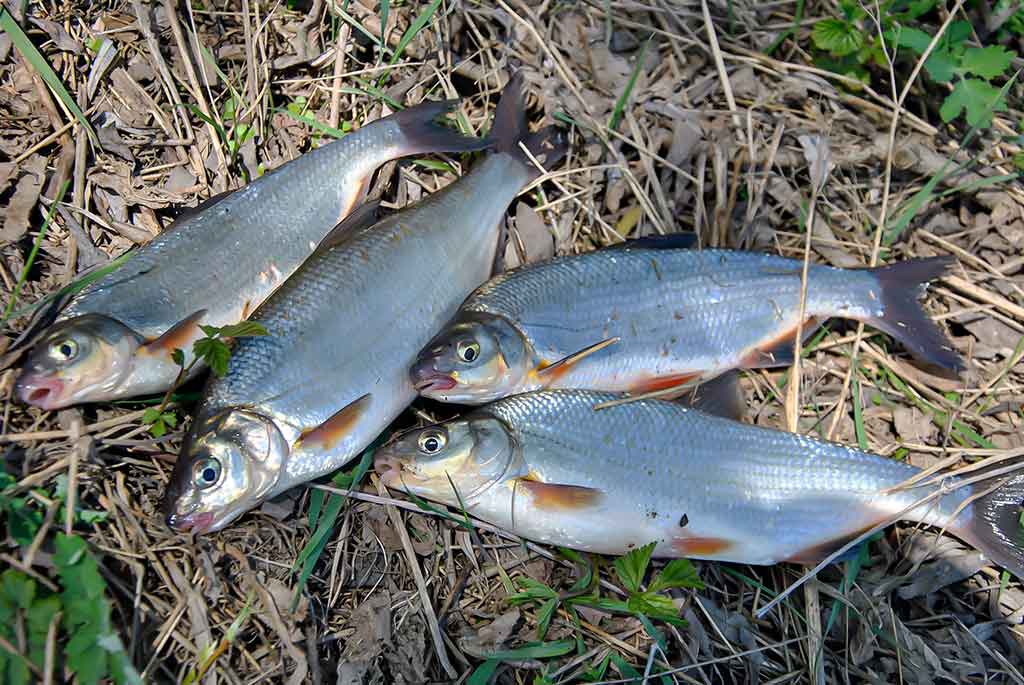 Dar šis bei tas apie kabliukus. Pirma dalis Dar šis bei tas apie kabliukus. Pirma dalis