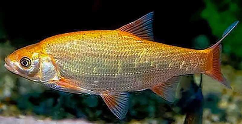 Orfa Orfa