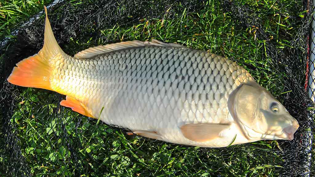 Karpis