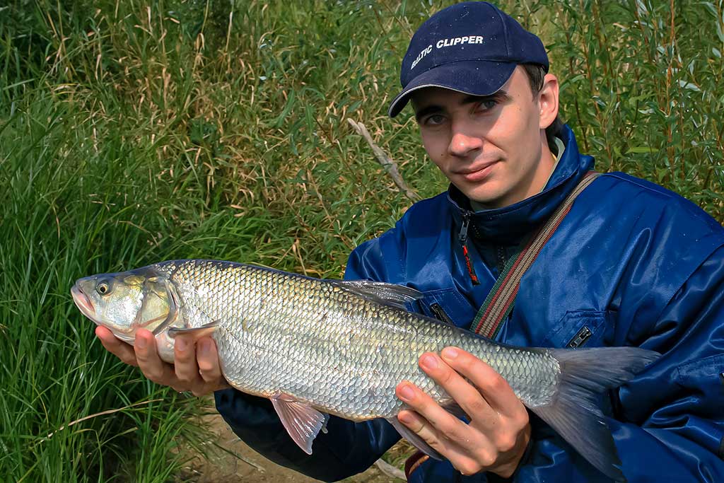 Ar salatis – konservatyvi žuvis? Pirma dalis