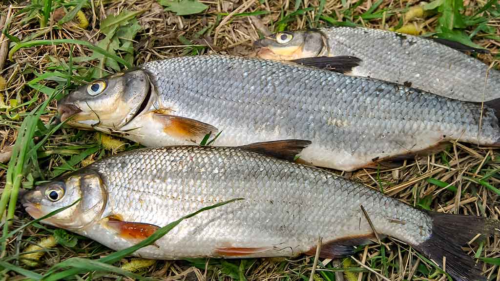 Žiobris