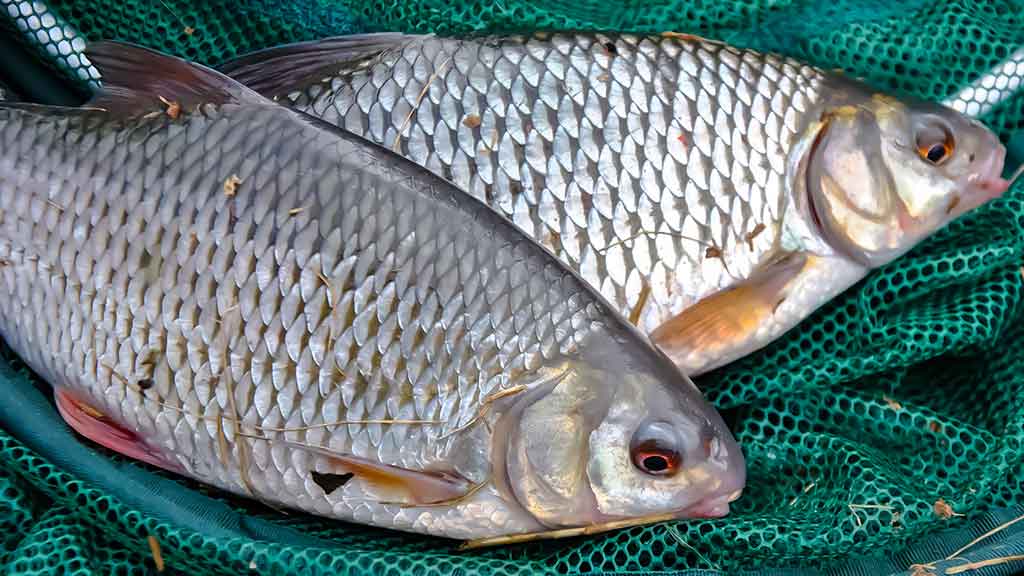 Kuoja Kuoja