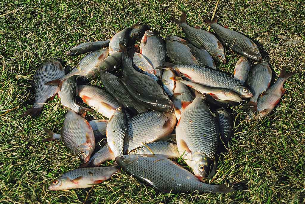 Meškeriojimas plūdine, kur gilu ir sraunu. Pirma dalis Meškeriojimas plūdine, kur gilu ir sraunu. Pirma dalis
