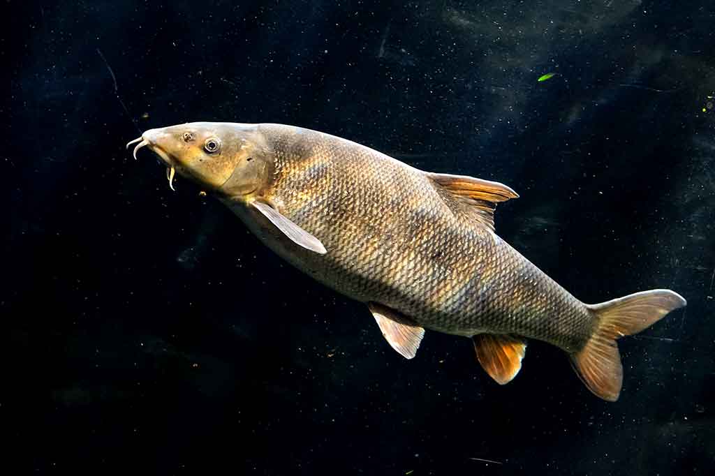 Ūsorius - Barbus barbus Ūsorius - Barbus barbus
