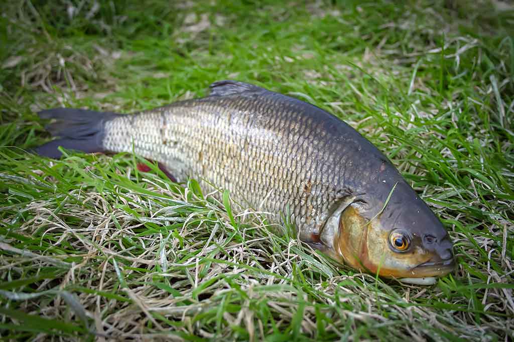Klasikinis masalas meknėms. Antra dalis Klasikinis masalas meknėms. Antra dalis