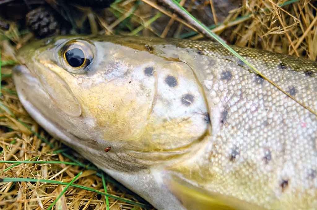 Dvi dienos iki Kiaulės metų. Antra dalis Dvi dienos iki Kiaulės metų. Antra dalis