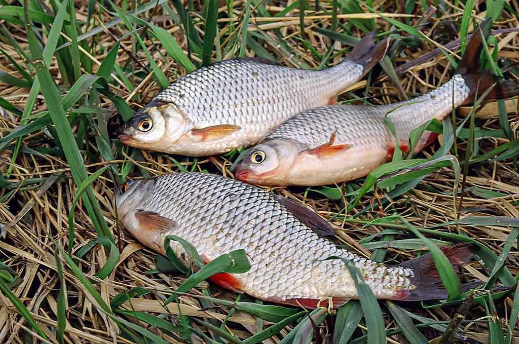 Dar šis bei tas apie kabliukus. Antra dalis