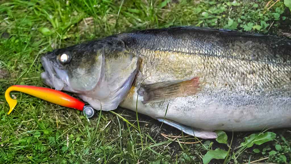 Sterkas Sterkas
