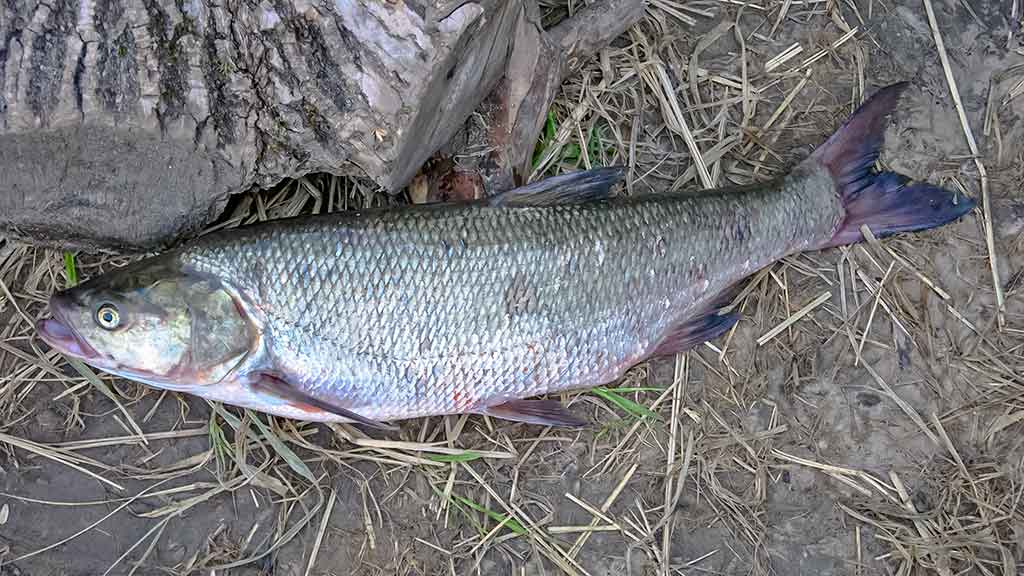 Salatis iš upės vidurio. Antra dalis