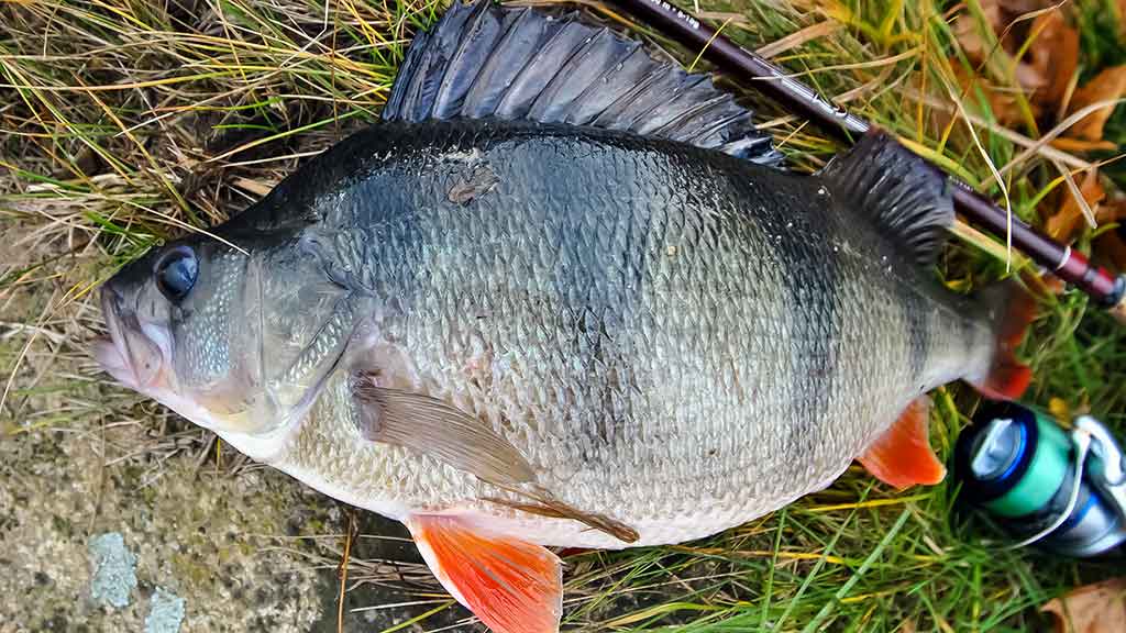 Ešerių žūklė guminukais. Ruduo