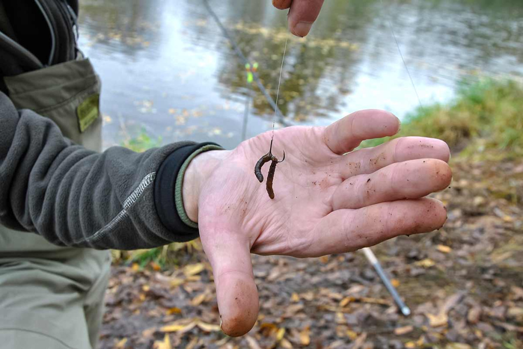 Kaip pagauti prisnūdusį Nevėžio ešerį