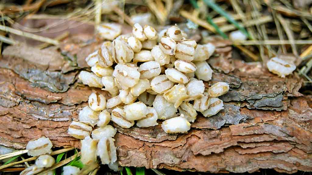 Karosus – dugnine meškere. Antra dalis Karosus – dugnine meškere. Antra dalis