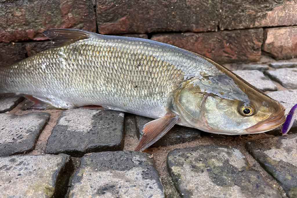 Ar patinka silikonas salačiams? Pirma dalis