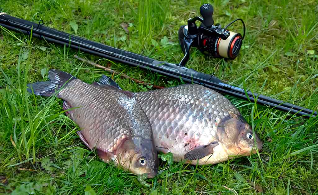Balų valdovo kaprizai. Pirma dalis