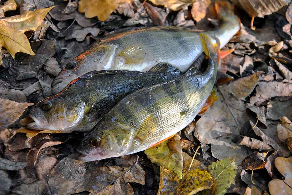 Kaip pagauti prisnūdusį Nevėžio ešerį