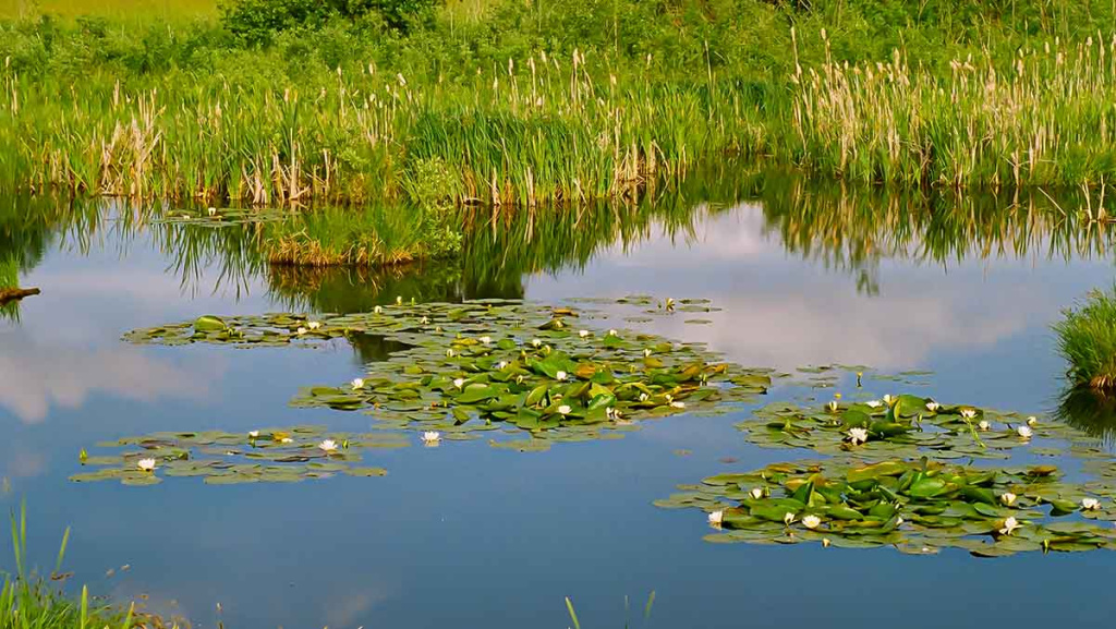 Prie lelijos lapų Prie lelijos lapų