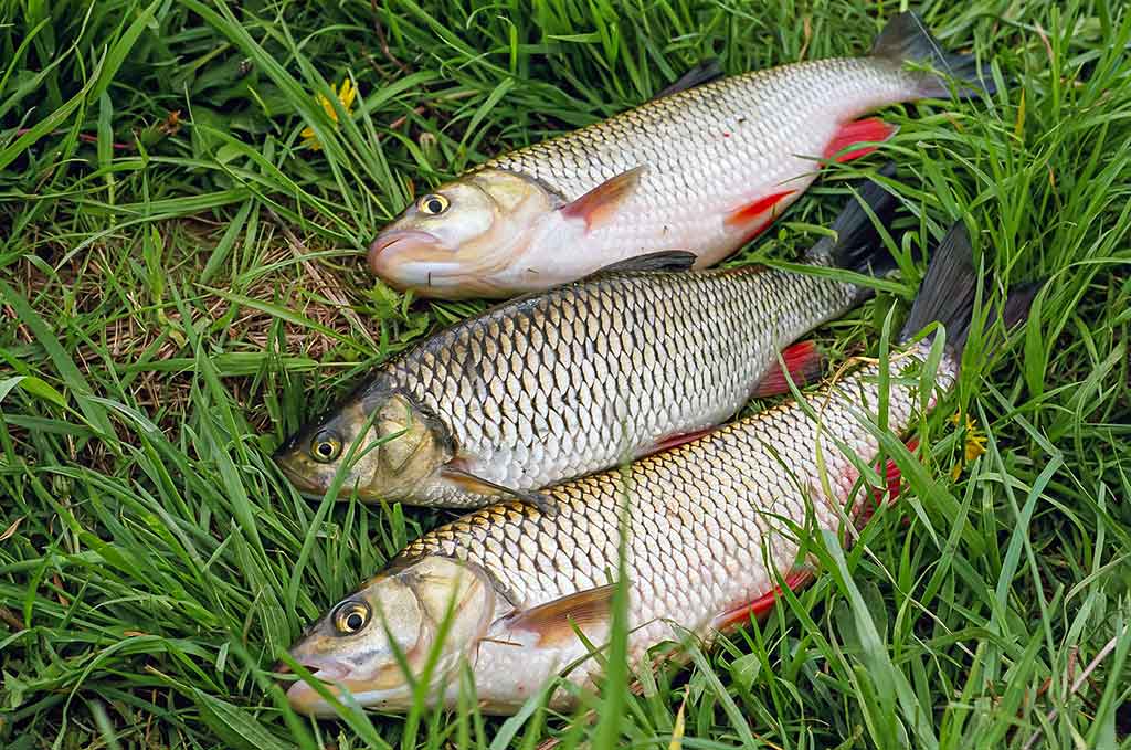 Meškeriojimas plūdine, kur gilu ir sraunu. Pirma dalis Meškeriojimas plūdine, kur gilu ir sraunu. Pirma dalis