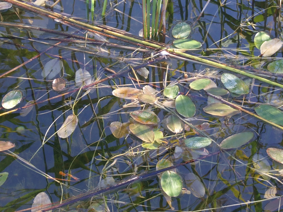 Lyno slėptuvė