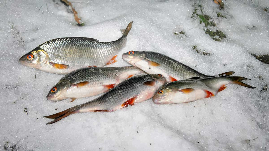 Pirmųjų snaigių burtai Pirmųjų snaigių burtai
