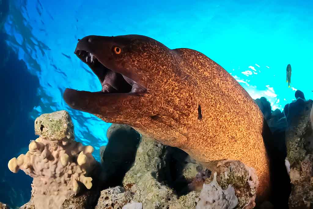 Murena (Muraenidae)