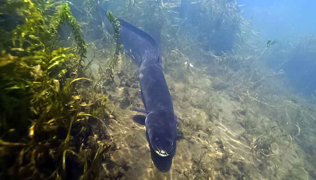 Ilgapelekis ungurys (Anguilla dieffenbachii)